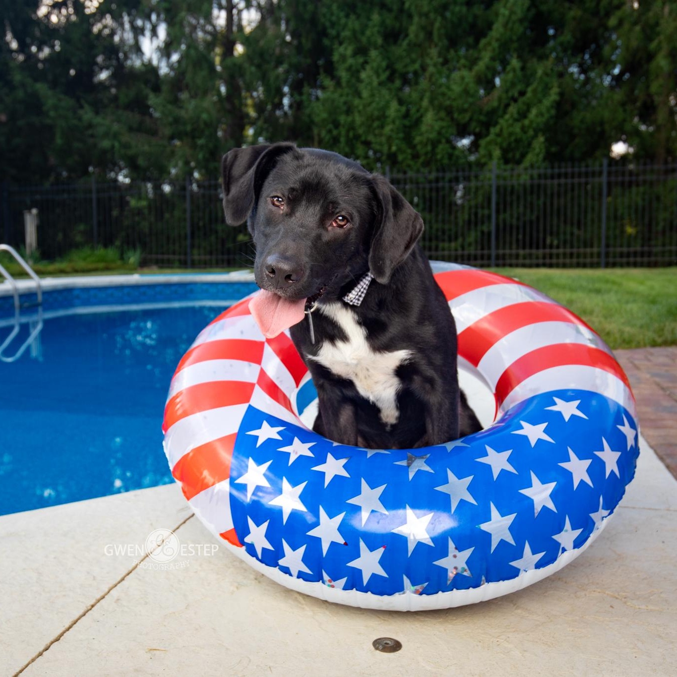 Enlarge Shortbread, an adopted mixed breed in Dayton, OH image 4/6