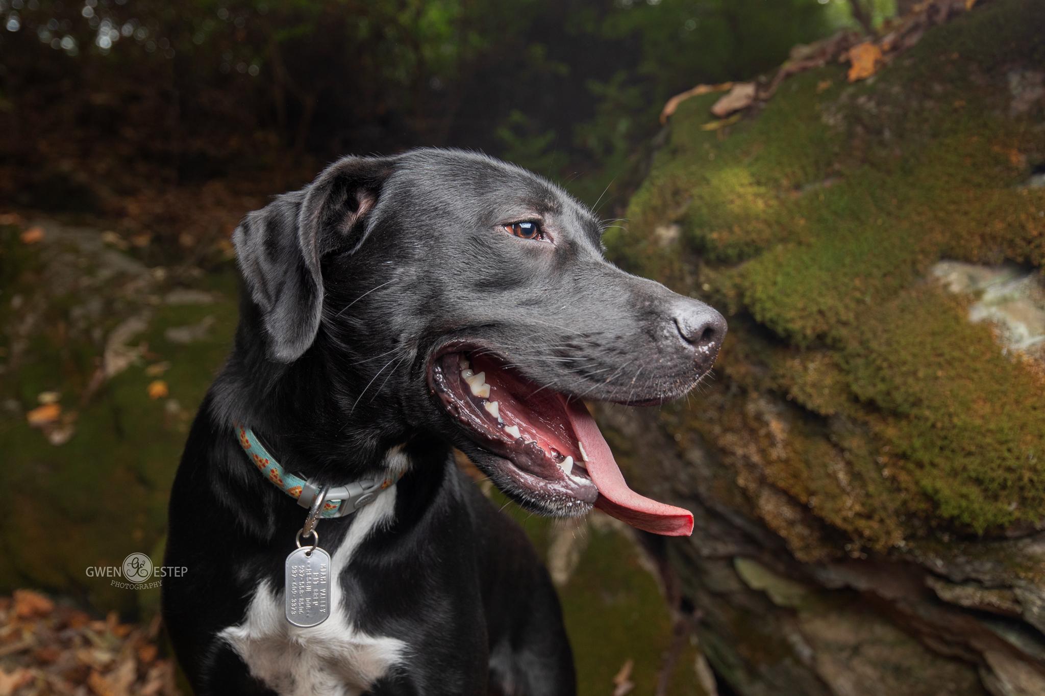 Enlarge Shortbread, an adopted mixed breed in Dayton, OH image 2/6