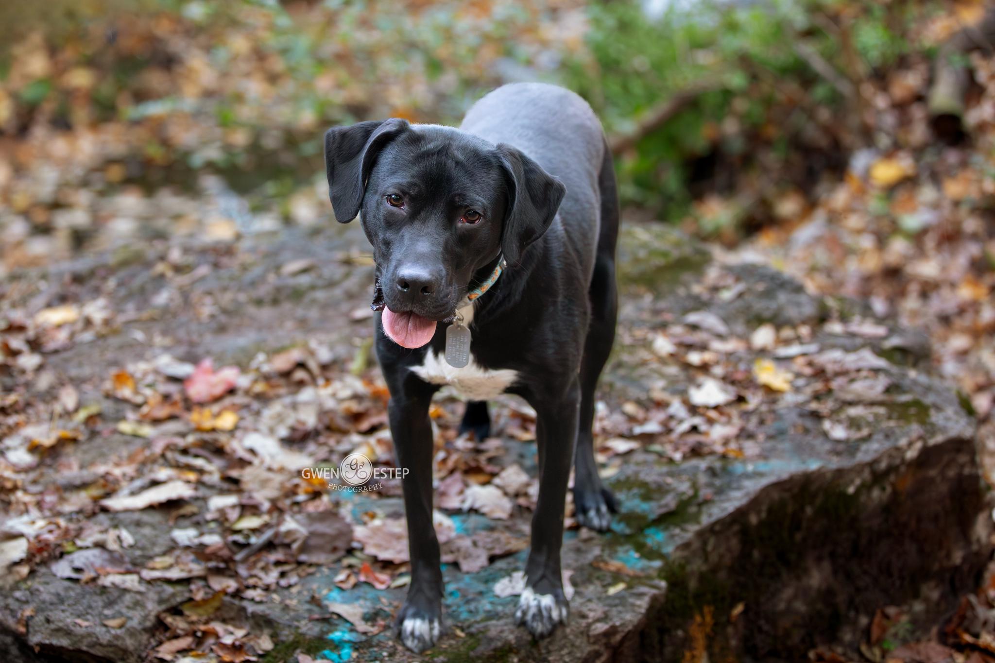 Enlarge Shortbread, an adopted mixed breed in Dayton, OH image 1/6