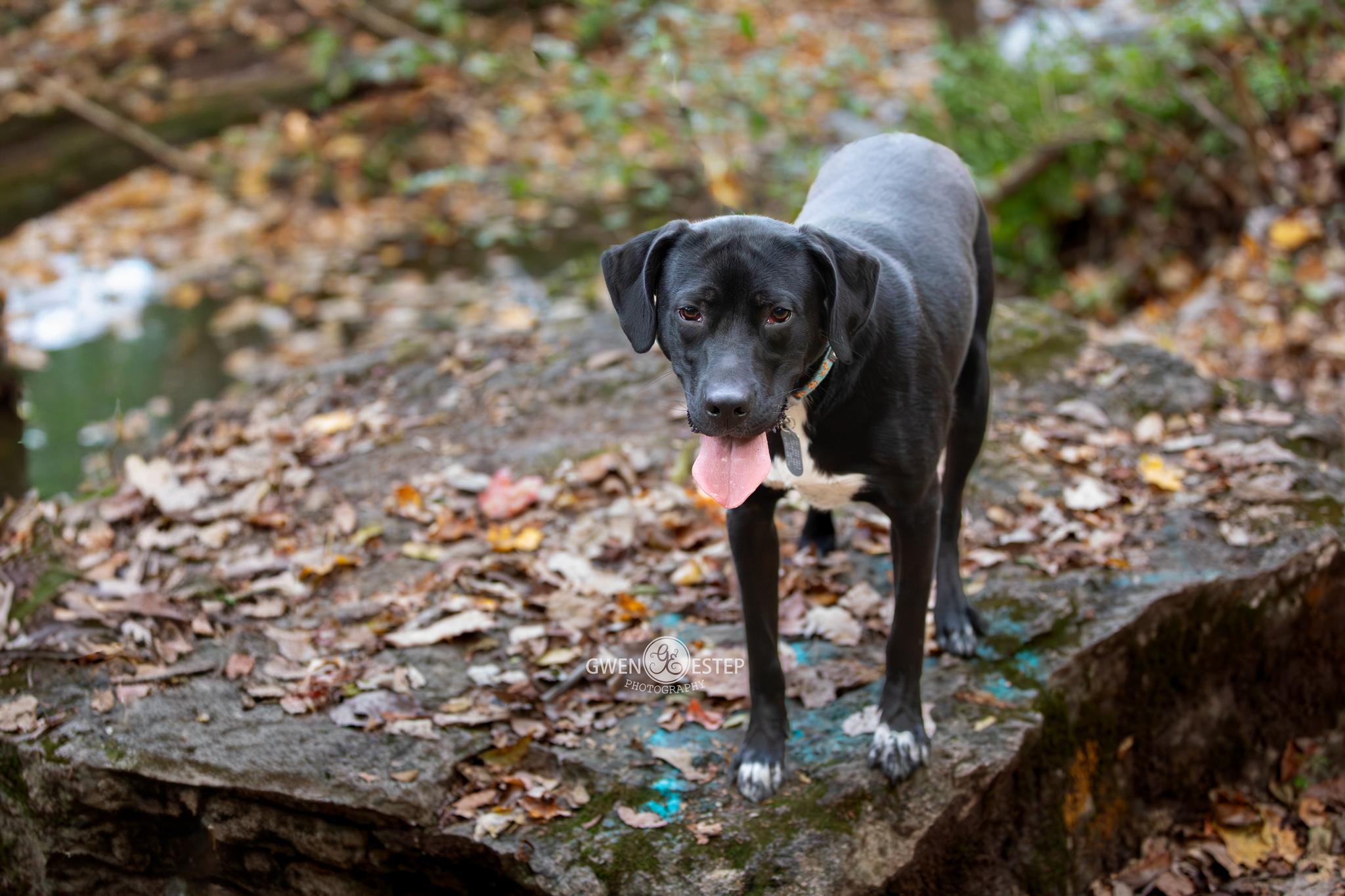 Enlarge Shortbread, an adopted mixed breed in Dayton, OH image 3/6