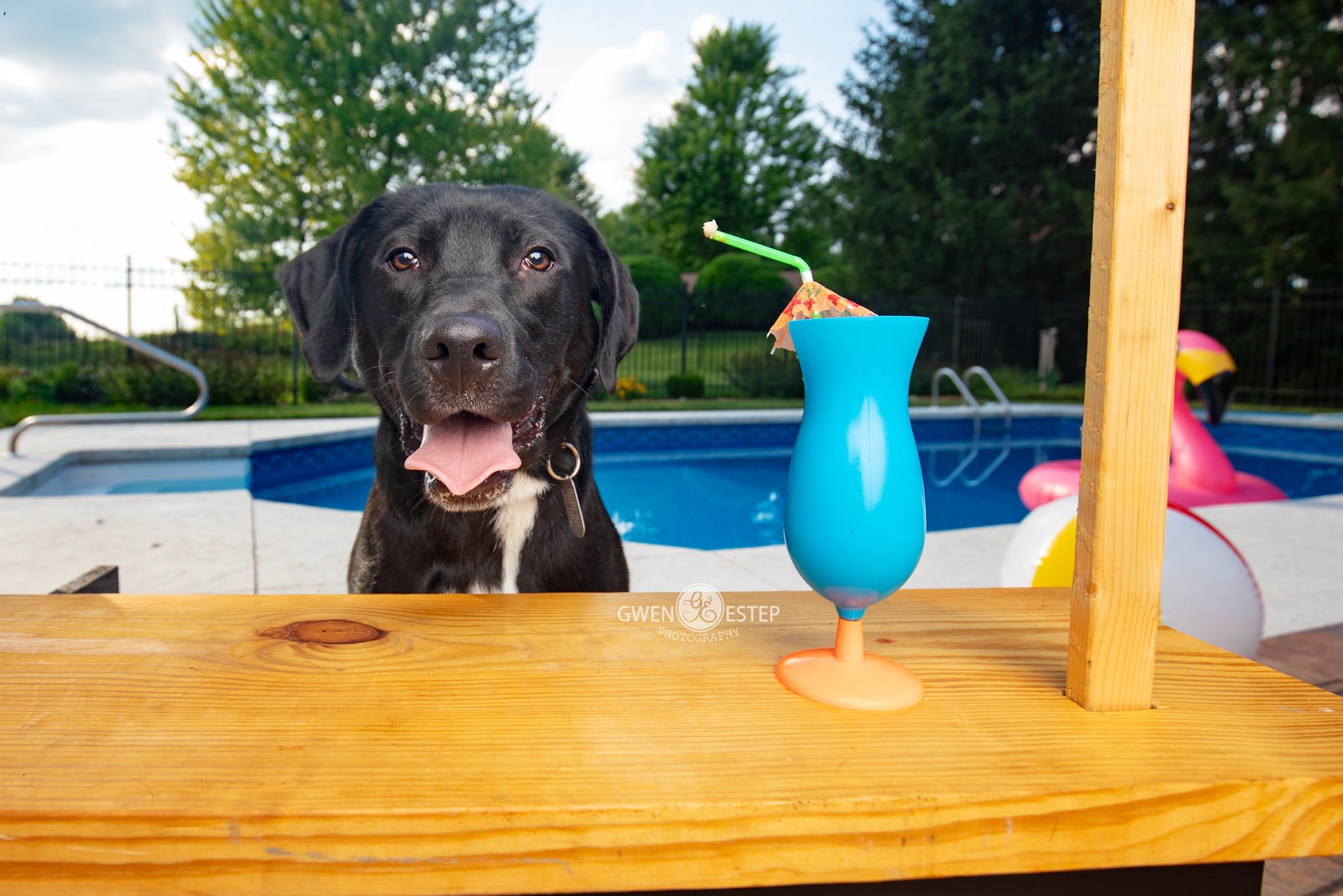 Enlarge Shortbread, an adopted mixed breed in Dayton, OH image 5/6