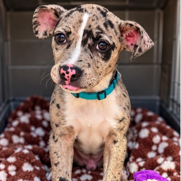 Enlarge Frankie, a Adopted mixed breed in Schereville, IN image 5/6