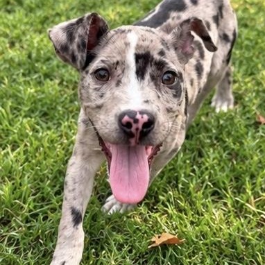 Enlarge Frankie, a Adopted mixed breed in Schereville, IN image 3/6