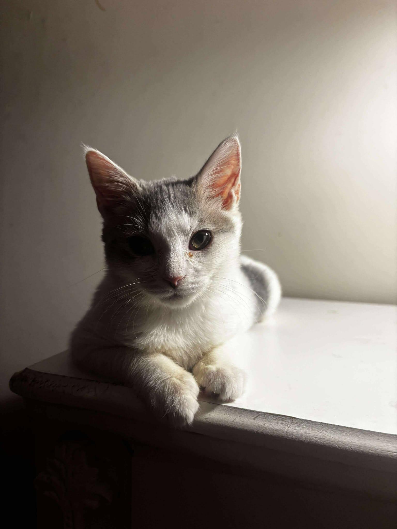 Smokey, a Adoptable Domestic Short Hair in Charlotte, NC image 3/4