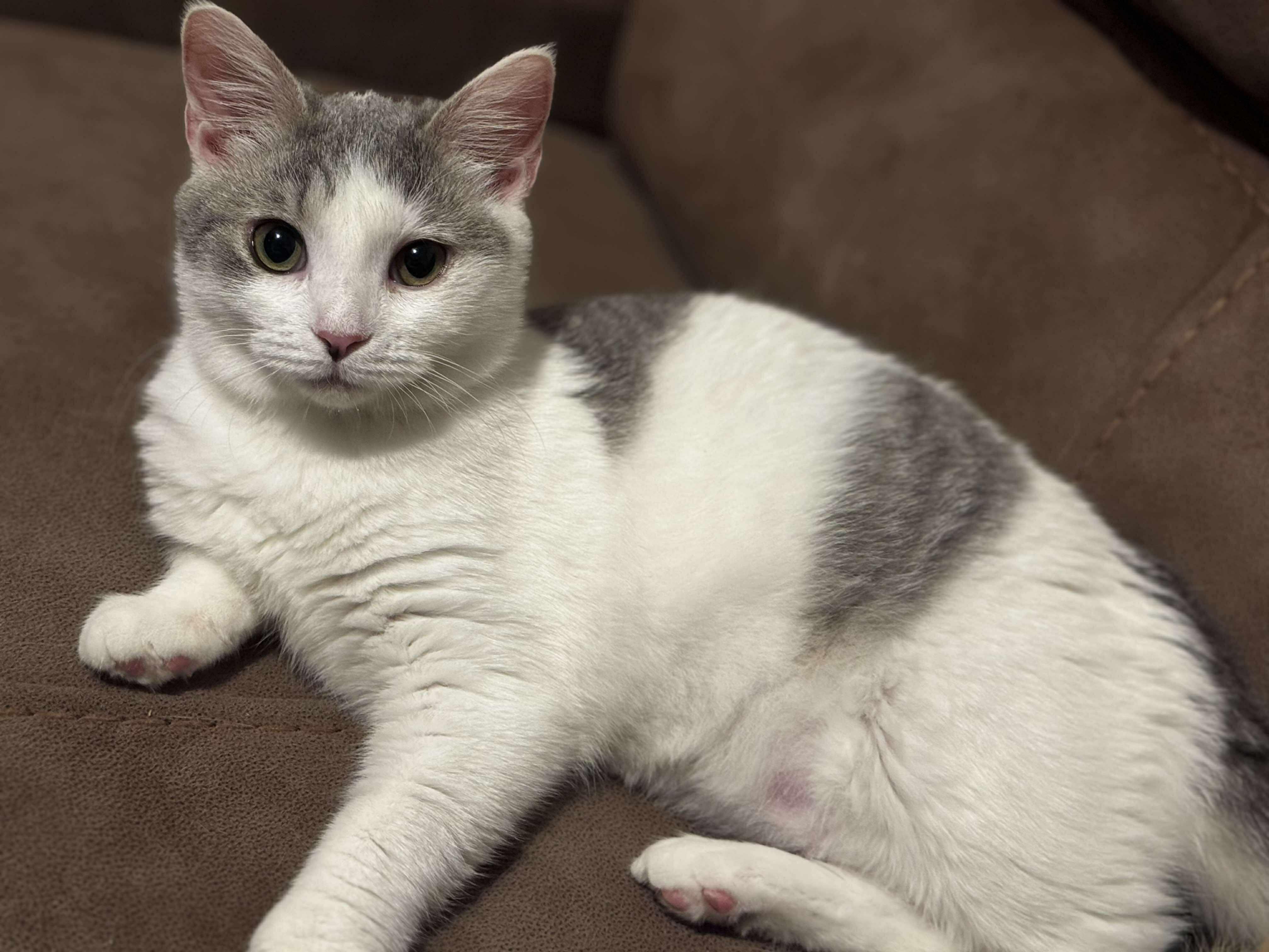 Smokey, a Adoptable Domestic Short Hair in Charlotte, NC image 1/4