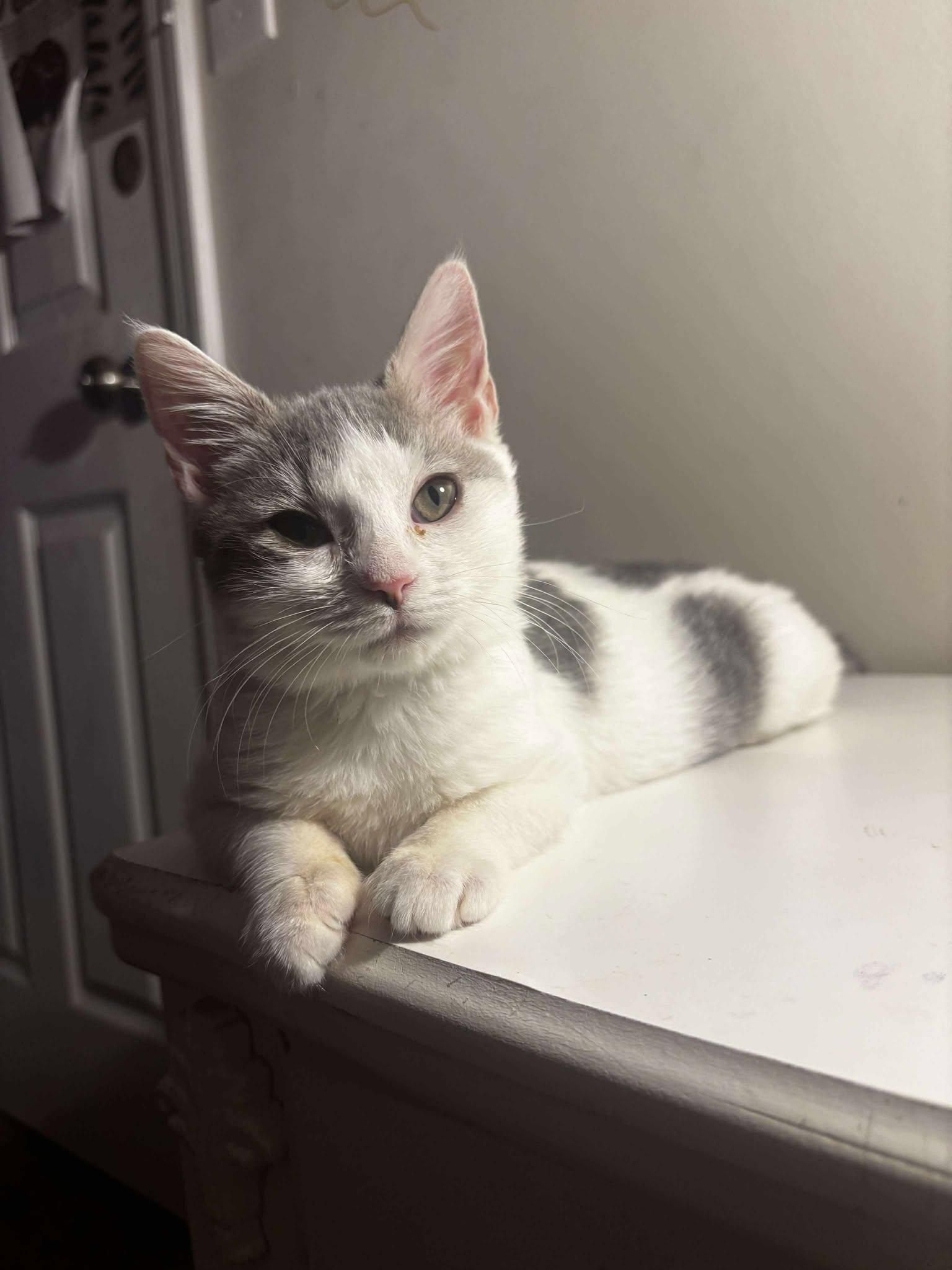 Smokey, a Adoptable Domestic Short Hair in Charlotte, NC image 4/4