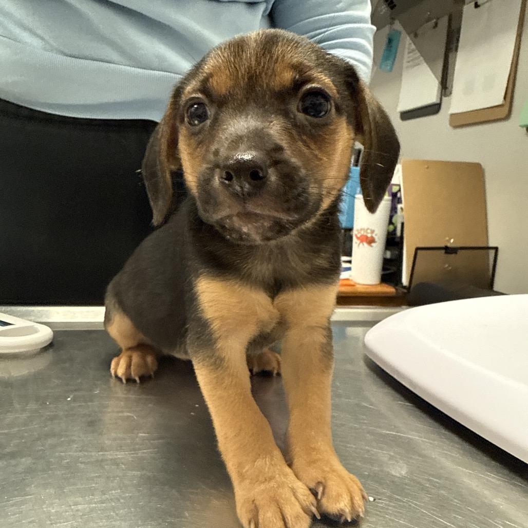 Egg, Adoptable, Puppy Female Chihuahua & Mixed Breed.
