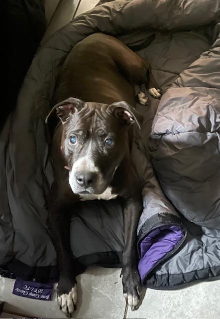 Spottie, a Adoptable mixed breed in Mattapan, MA image 3/6