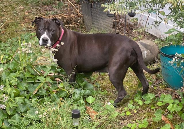 Spottie, a Adoptable mixed breed in Mattapan, MA image 2/6