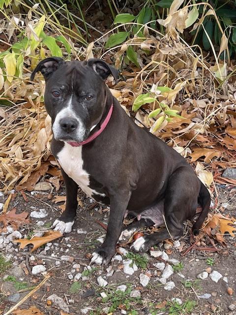 Spottie, a Adoptable mixed breed in Mattapan, MA image 4/6