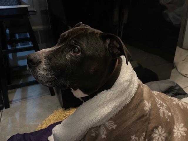 Spottie, a Adoptable mixed breed in Mattapan, MA image 5/6