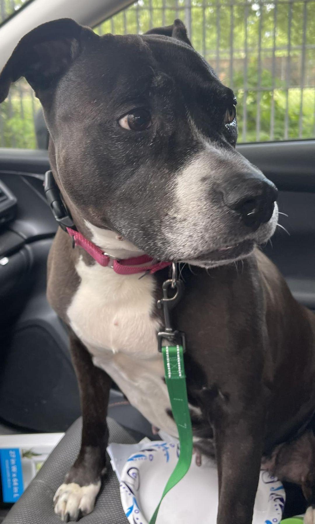 Spottie, a Adoptable mixed breed in Mattapan, MA image 6/6