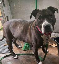 Spottie, Adoptable, Senior Female American Staffordshire Terrier.