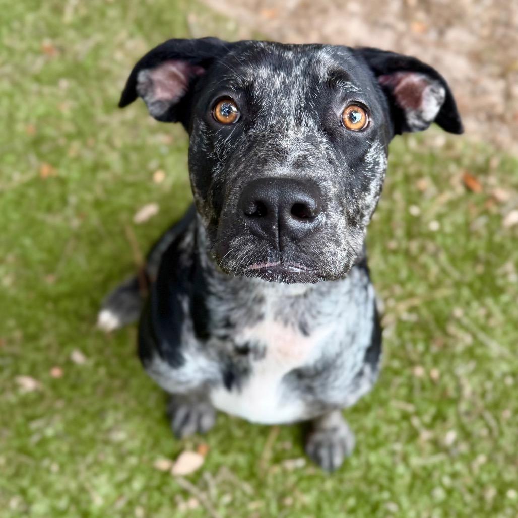 India, Adoptable, Adult Female Mixed Breed.