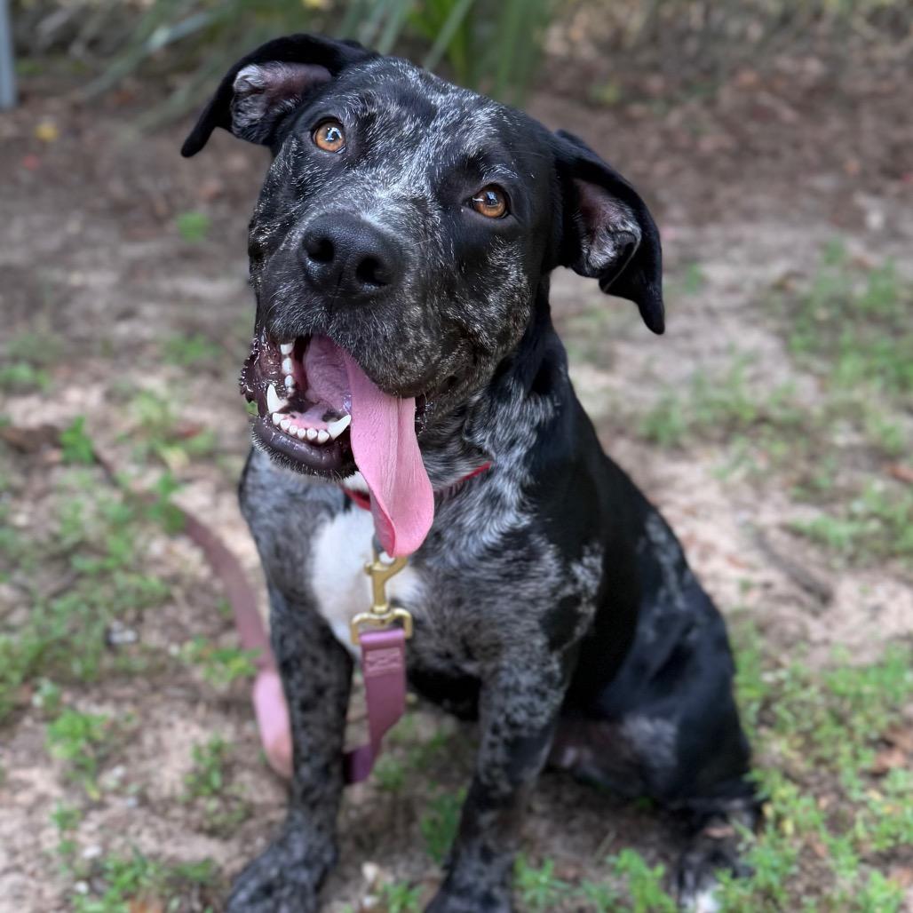 Enlarge India, a Adoptable Mixed Breed in Pensacola, FL image 2/6