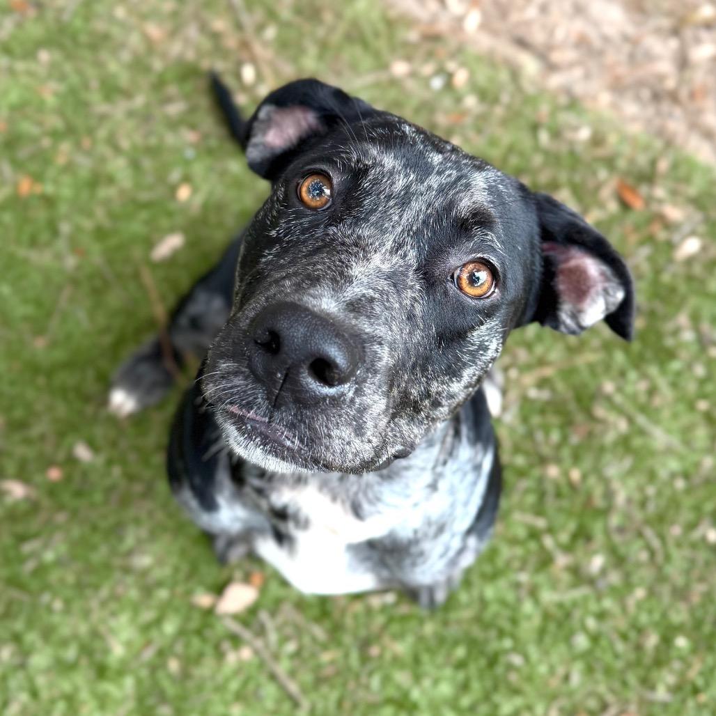 Enlarge India, a Adoptable Mixed Breed in Pensacola, FL image 3/6