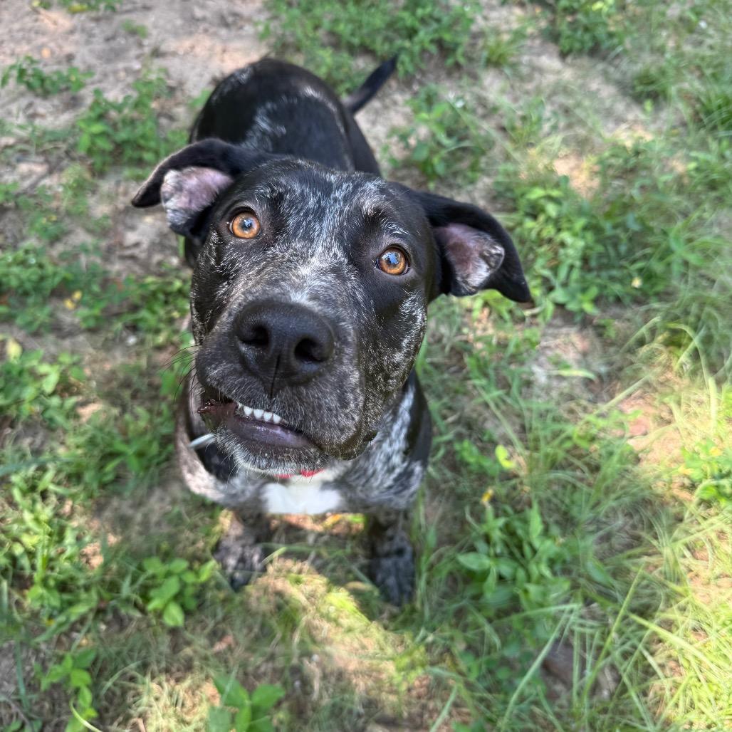 Enlarge India, a Adoptable Mixed Breed in Pensacola, FL image 4/6