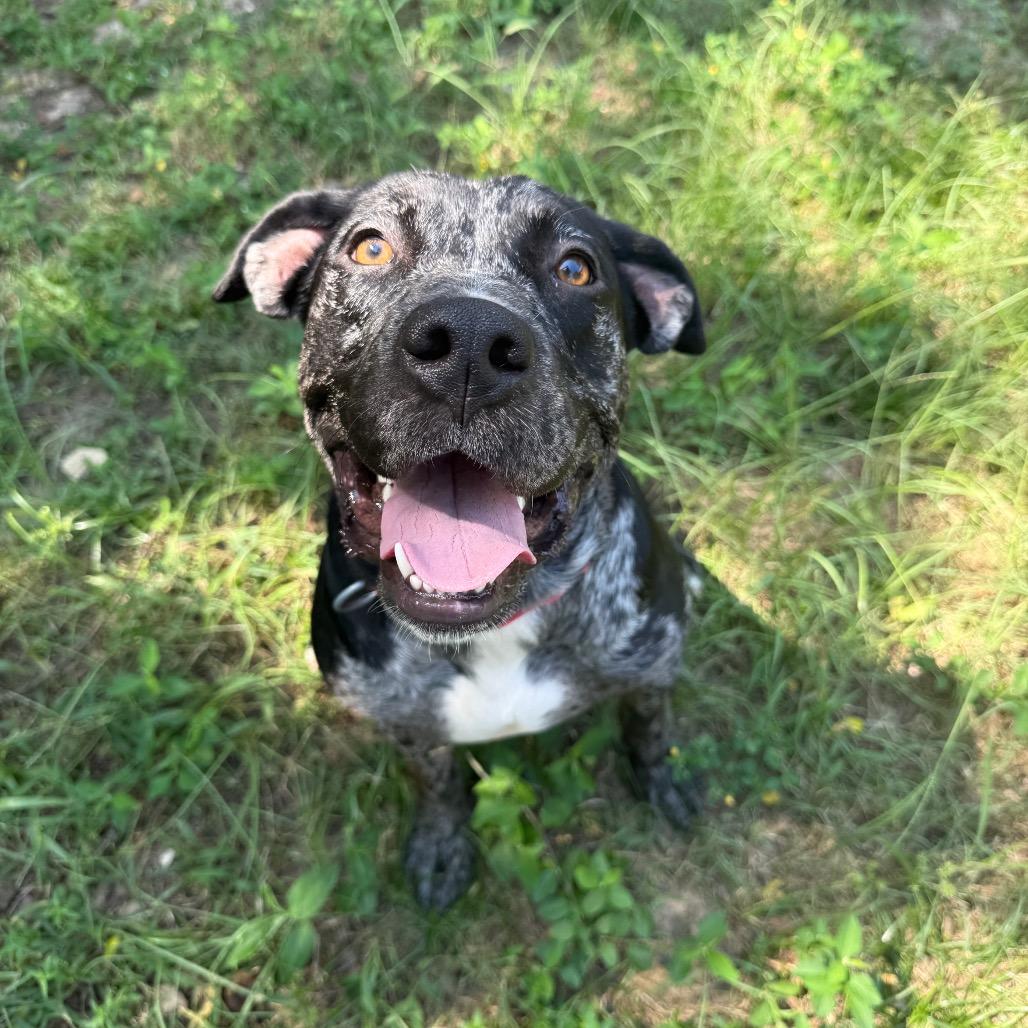 Enlarge India, a Adoptable Mixed Breed in Pensacola, FL image 5/6