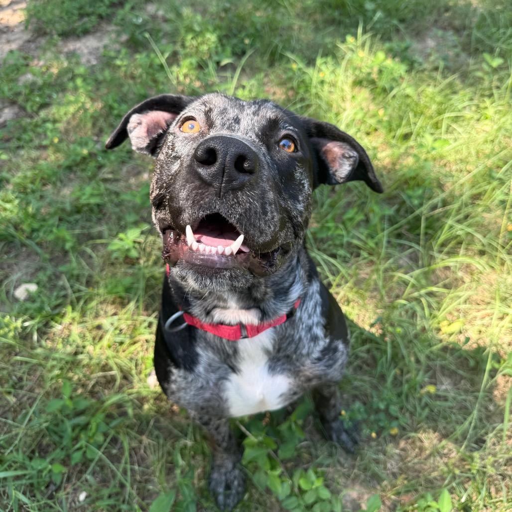 Enlarge India, a Adoptable Mixed Breed in Pensacola, FL image 6/6
