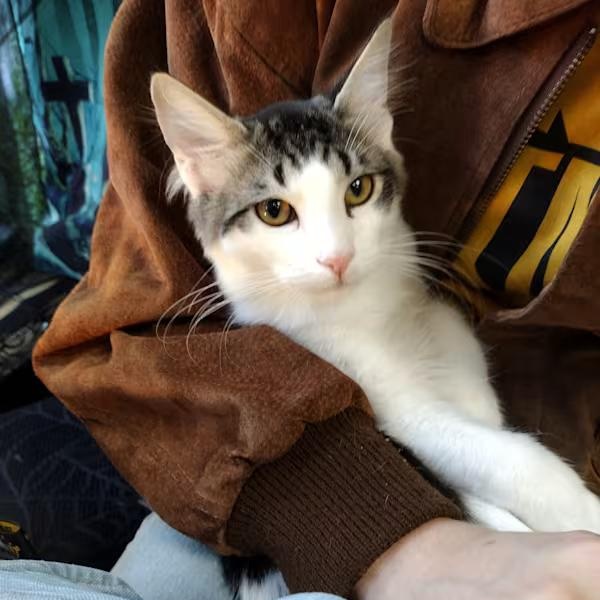 Mark, Adopted, Kitten Male Domestic Long Hair.