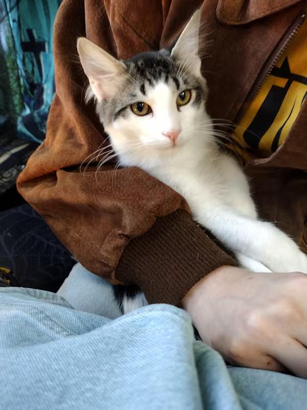 Mark, a Adopted Domestic Long Hair in Brooklyn, NY image 2/3