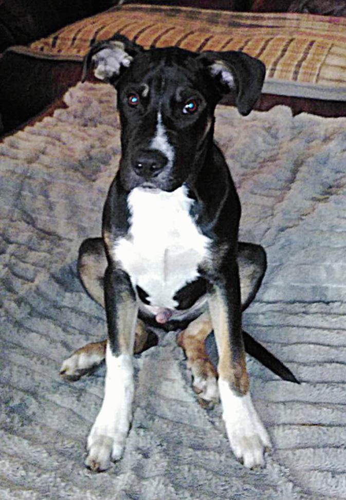 Enlarge Miles, a Adopted Labrador Retriever in phenix city, AL image 1/1