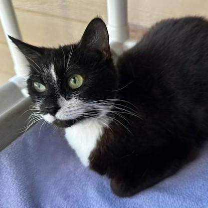 Maddy - Quiet and Social, a ADOPTABLE Tuxedo in Hoquiam, WA image 4/4