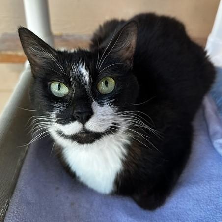 Maddy - Quiet and Social, a ADOPTABLE Tuxedo in Hoquiam, WA image 1/4