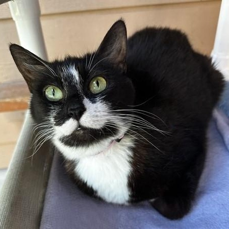 Maddy - Quiet and Social, a ADOPTABLE Tuxedo in Hoquiam, WA image 3/4