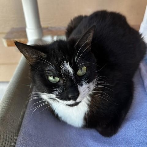 Maddy - Quiet and Social, a ADOPTABLE Tuxedo in Hoquiam, WA image 2/4