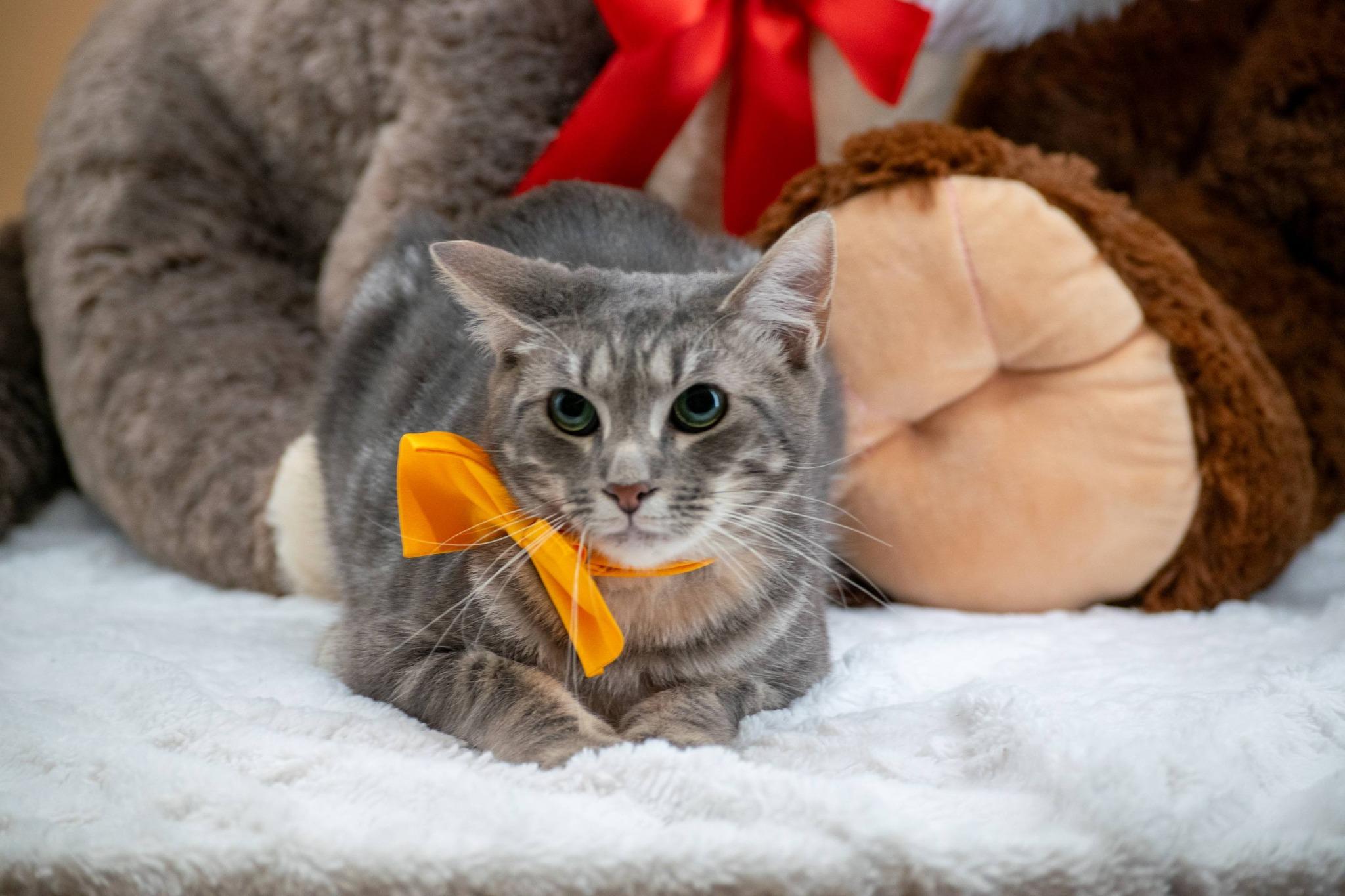 Punch, a ADOPTABLE Domestic Short Hair in Sevierville, TN image 4/4