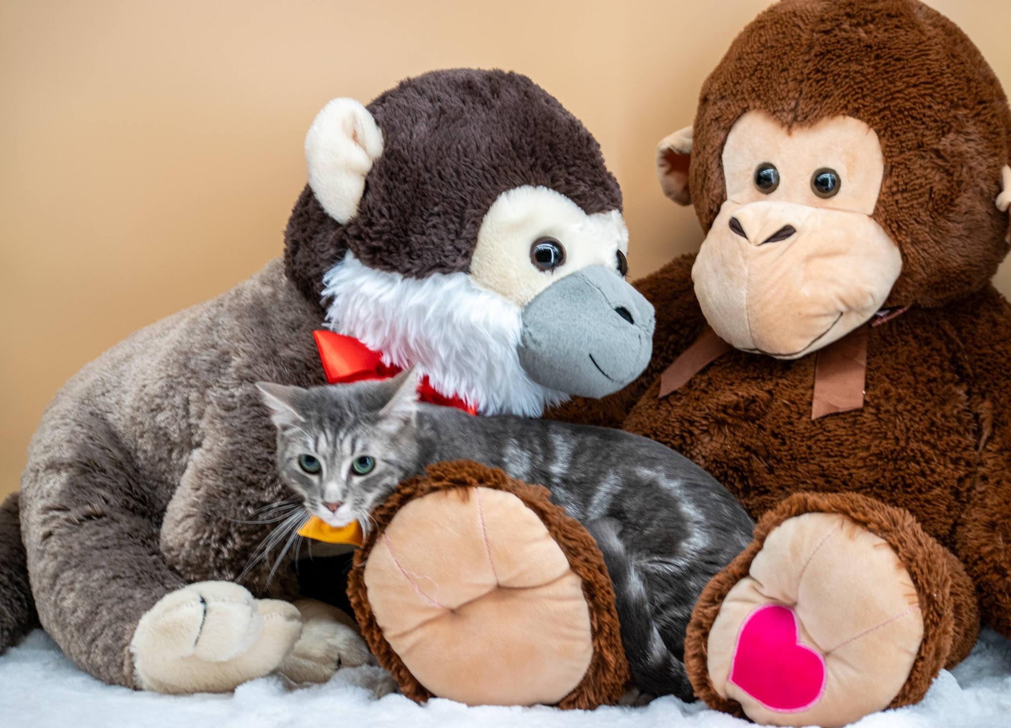 Punch, a ADOPTABLE Domestic Short Hair in Sevierville, TN image 3/4