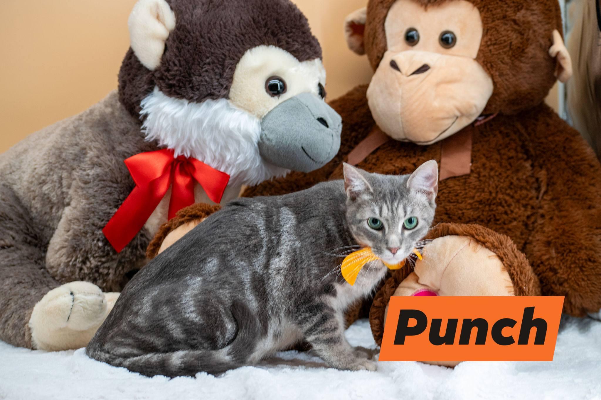 Punch, ADOPTABLE, Young Male Domestic Short Hair.