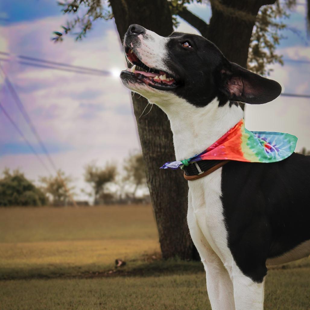 Enlarge Apollo, a Adoptable Mixed Breed in Lake Jackson, TX image 1/4