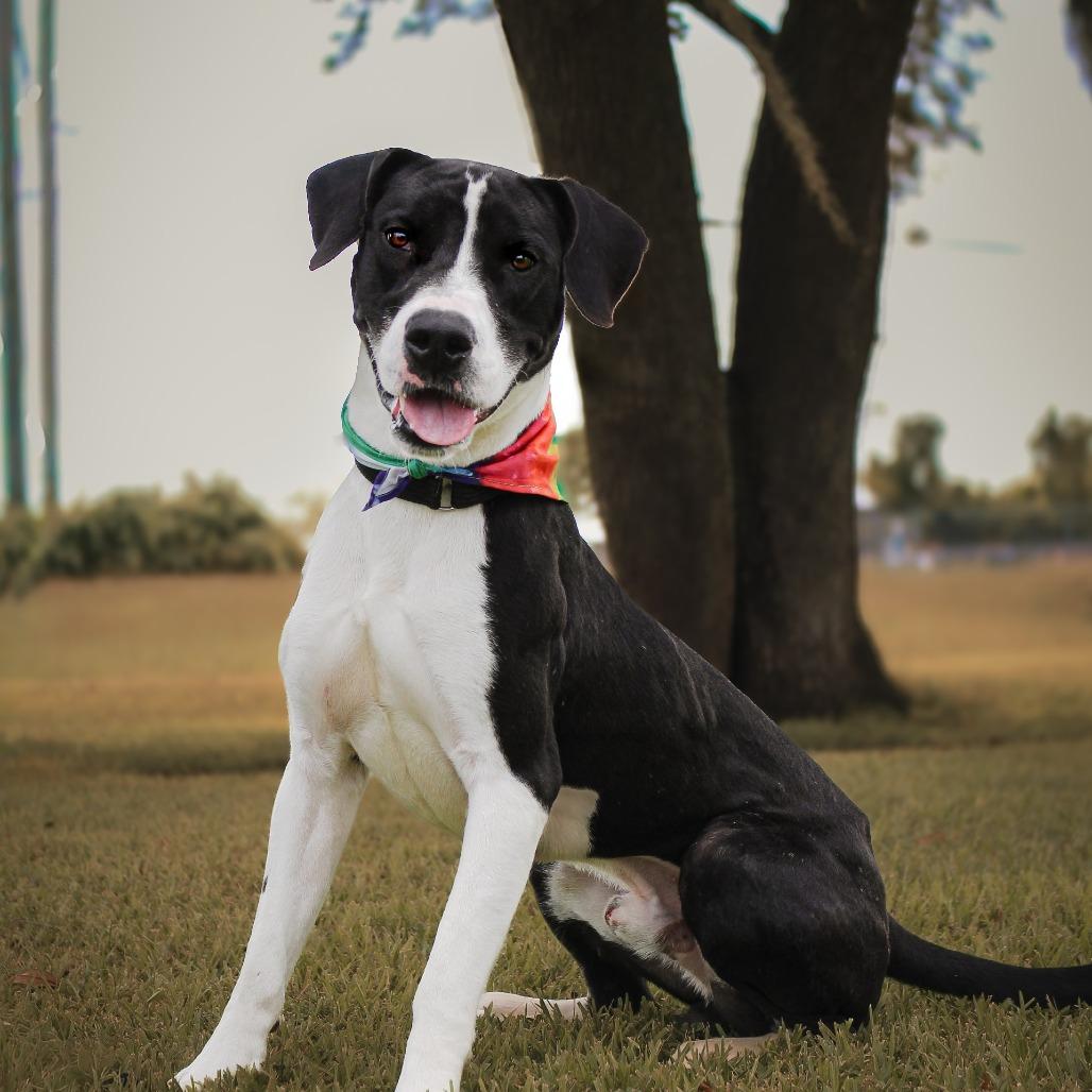 Enlarge Apollo, a Adoptable Mixed Breed in Lake Jackson, TX image 2/4