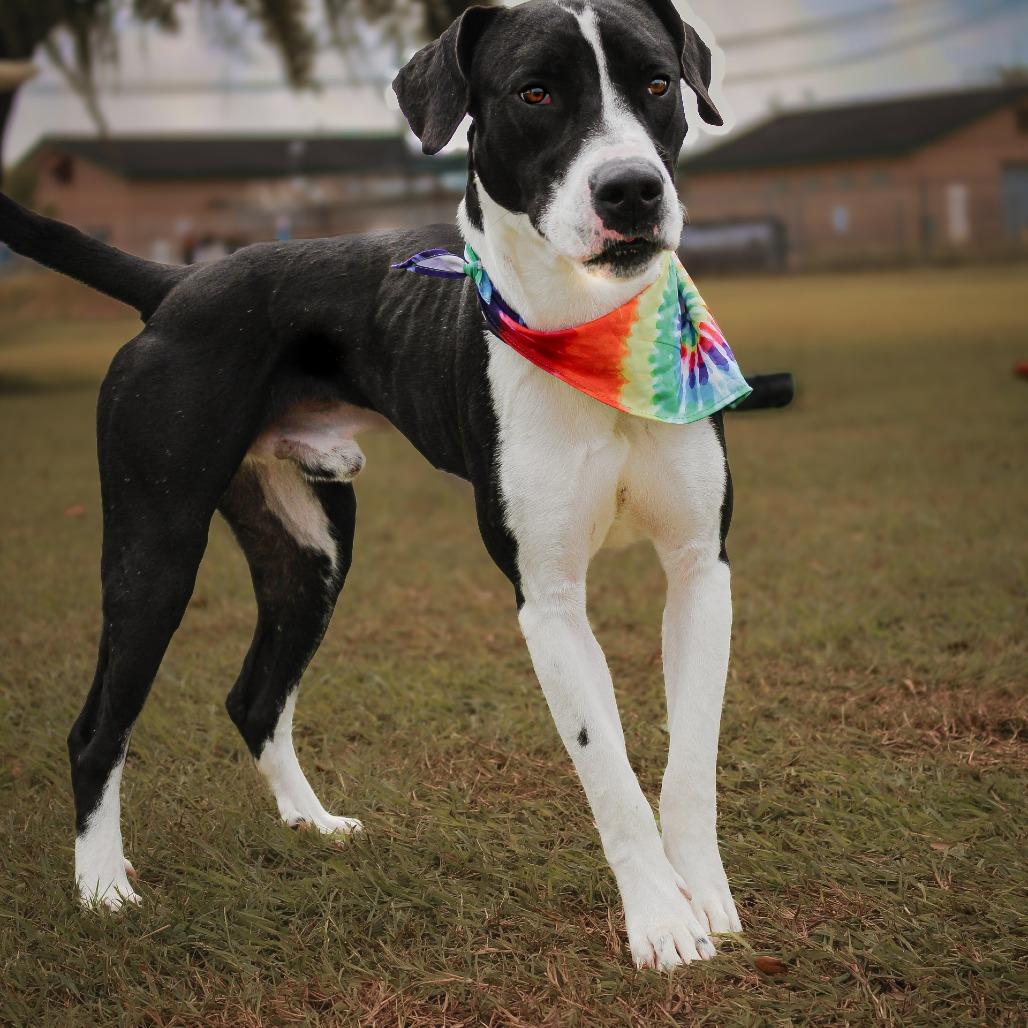 Enlarge Apollo, a Adoptable Mixed Breed in Lake Jackson, TX image 3/4