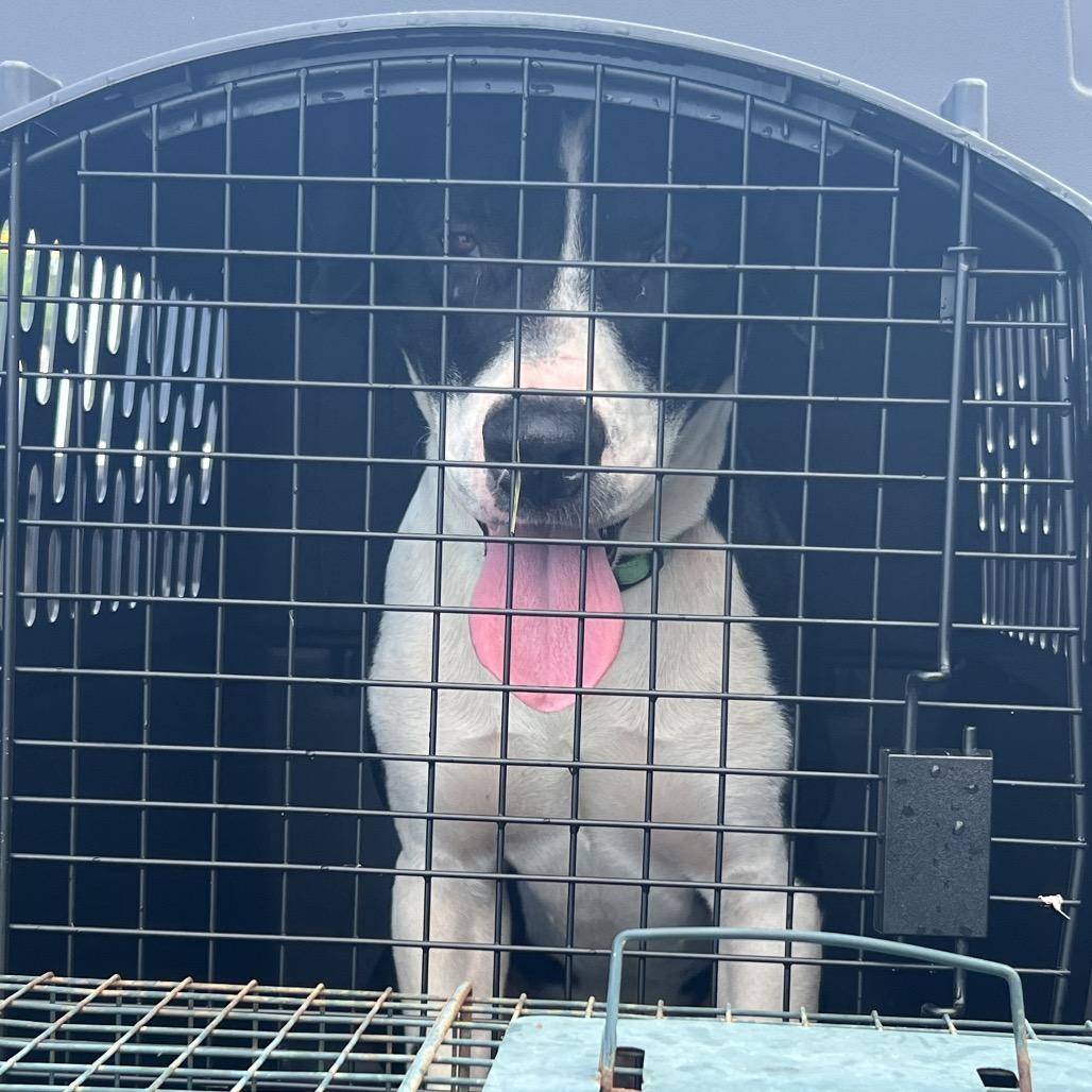 Apollo — thumbnail 4