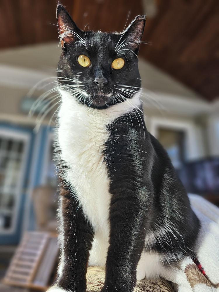 Enlarge Mama Freya 25', a Adoptable Domestic Short Hair in Virginia Beach, VA image 1/6