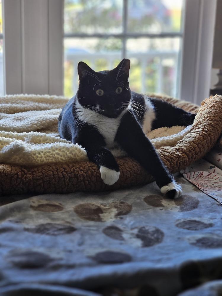 Enlarge Mama Freya 25', a Adoptable Domestic Short Hair in Virginia Beach, VA image 2/6