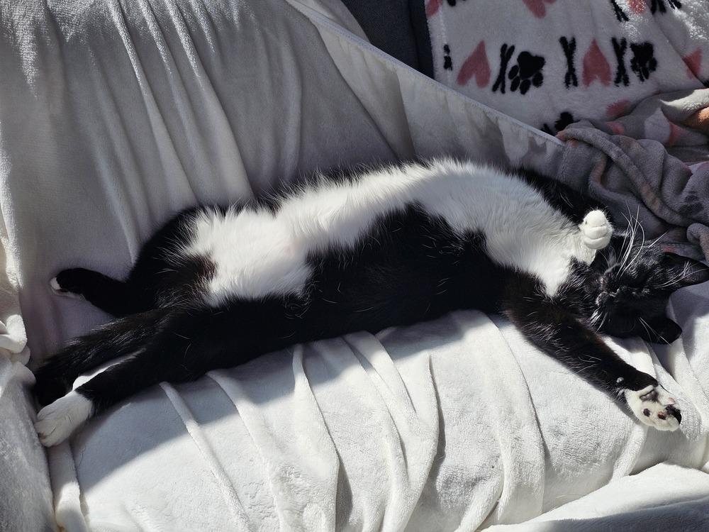 Mama Freya 25', a Adoptable Domestic Short Hair in Virginia Beach, VA image 3/6