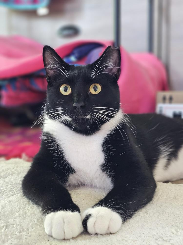 Enlarge Mama Freya 25', a Adoptable Domestic Short Hair in Virginia Beach, VA image 3/6