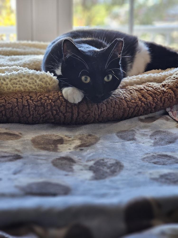 Enlarge Mama Freya 25', a Adoptable Domestic Short Hair in Virginia Beach, VA image 4/6