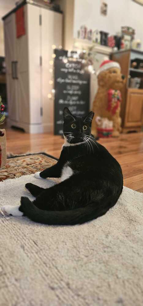 Enlarge Mama Freya 25', a Adoptable Domestic Short Hair in Virginia Beach, VA image 5/6
