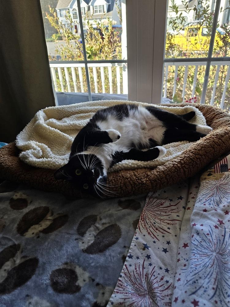 Enlarge Mama Freya 25', a Adoptable Domestic Short Hair in Virginia Beach, VA image 6/6