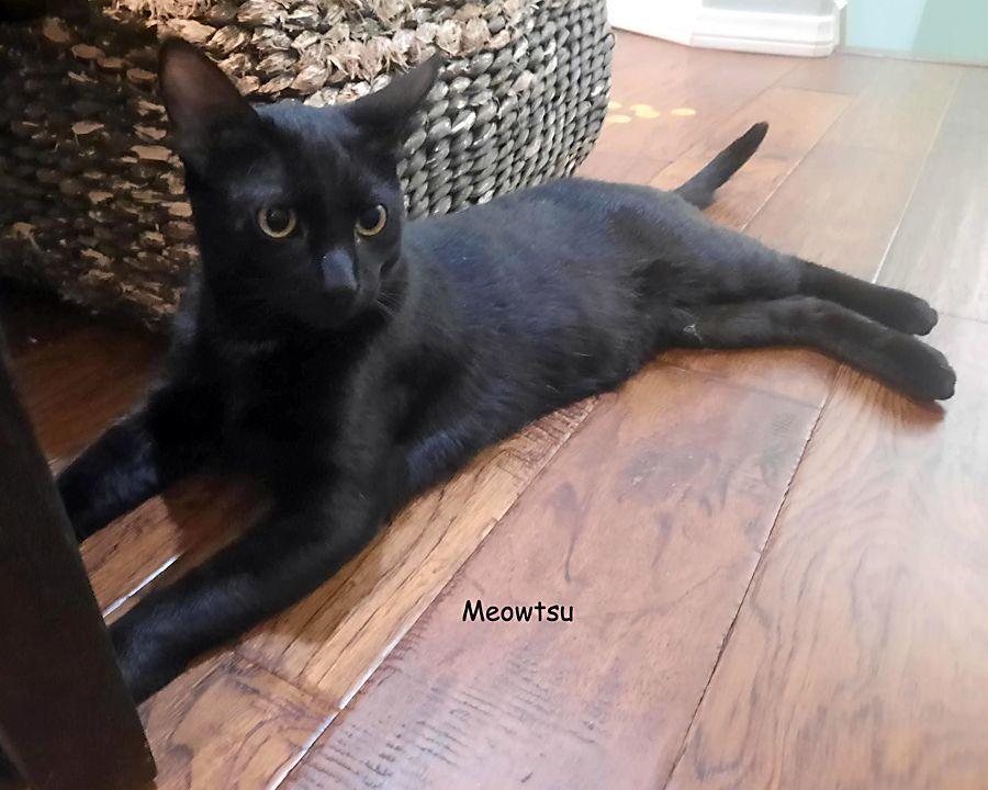 Enlarge Meowtsu, a Adoptable Domestic Short Hair in Redlands, CA image 1/2