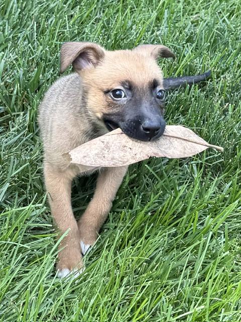 Pace, a Adoptable mixed breed in Woburn, MA image 5/6