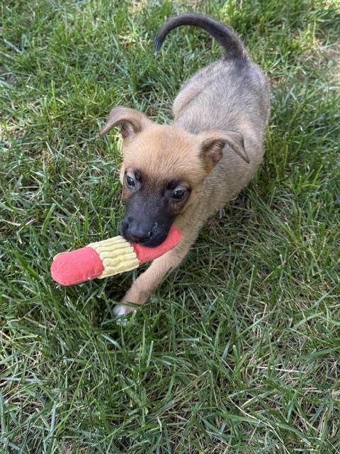 Pace, a Adoptable mixed breed in Woburn, MA image 3/6