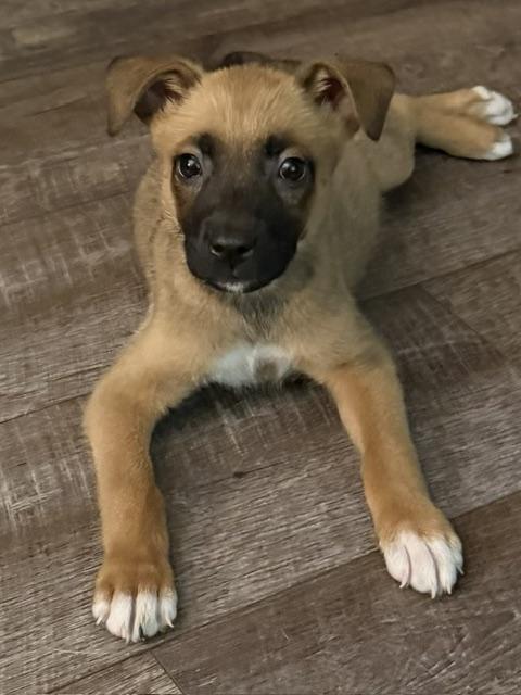 Pace, a Adoptable mixed breed in Woburn, MA image 6/6