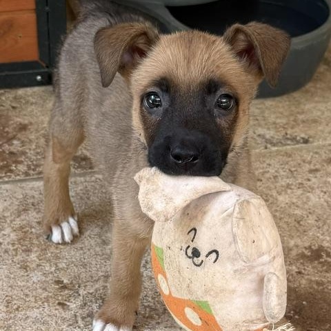 Pace, a Adoptable mixed breed in Woburn, MA image 1/6