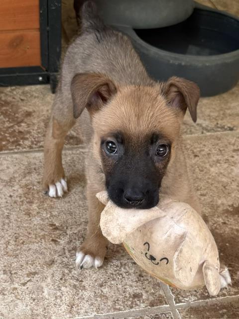 Pace, a Adoptable mixed breed in Woburn, MA image 2/6